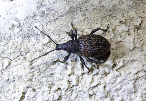Otiorhynchus sulcatus