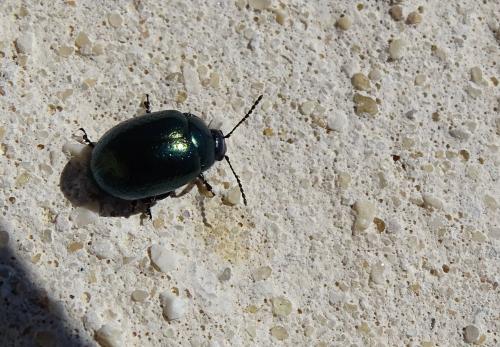 Chrysolina sp.