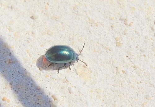 Chrysolina sp.