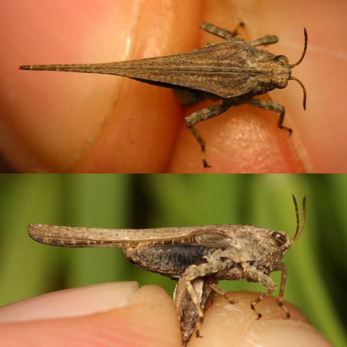 Tetrix bolivari