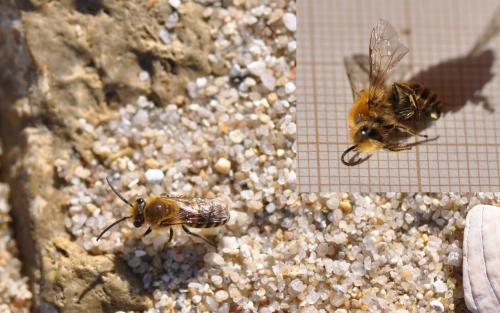 Colletes sp.