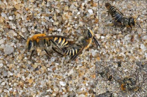 Colletes sp.
