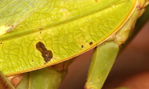 Réf. 150 728 : Hierodula patellifera