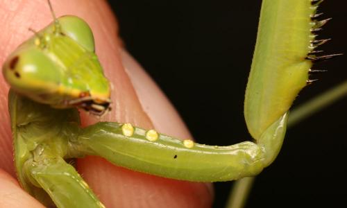 Réf. 150 769 : Hierodula patellifera