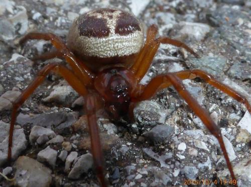 Réf. 150 695 : Steatoda nobilis