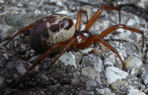 Réf. 150 694 : Steatoda nobilis