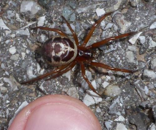 Réf. 150 692 : Steatoda nobilis