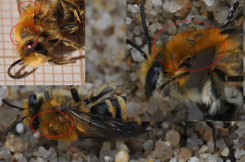 Réf. 150 853 : Colletes sp.