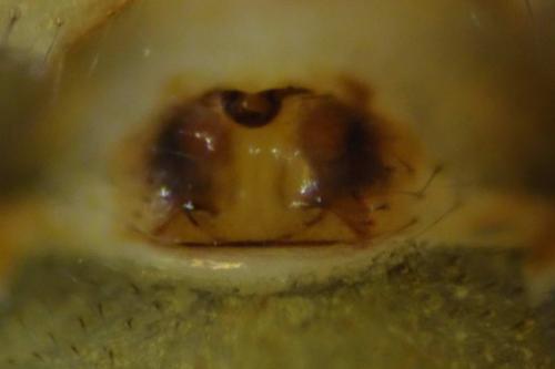 Thyreosthenius parasiticus