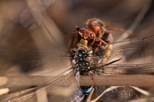 Aeshna mixta