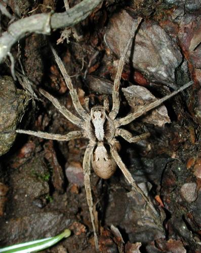 Alopecosa inquilina