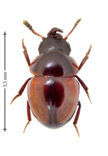 Réf. 150 919 : Agathidium discoideum