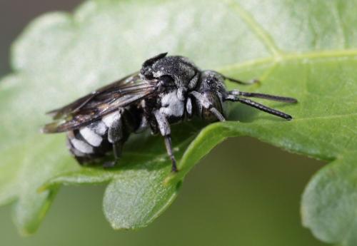 Réf. 150 169 : Epeolus fallax