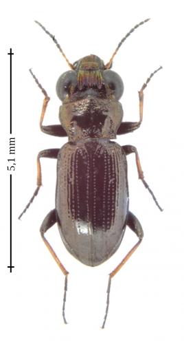 Réf. 150 918 : Notiophilus palustris