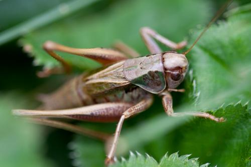 Réf. 150 052 : Metrioptera sp.