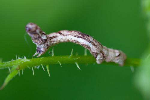 Ectropis crepuscularia