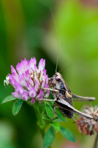 Réf. 150 014 : Pholidoptera griseoaptera
