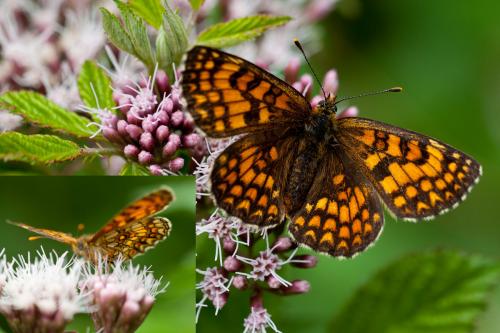 Melitaea athalia celadussa