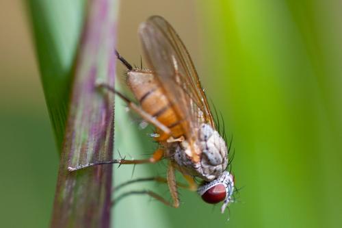 Réf. 150 232 : Coenosia mollicula