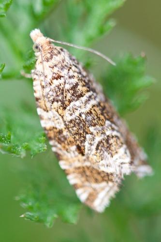 Celypha rivulana