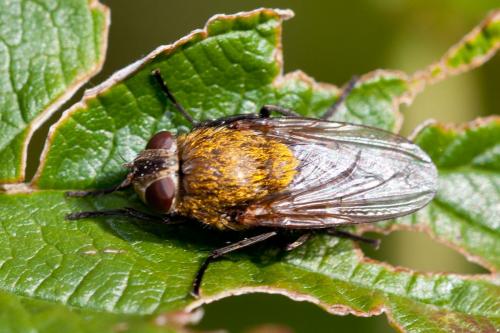 Réf. 150 235 : Pollenia sp.