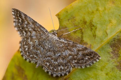 Réf. 150 251 : Scopula immorata