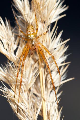 Metellina mengei