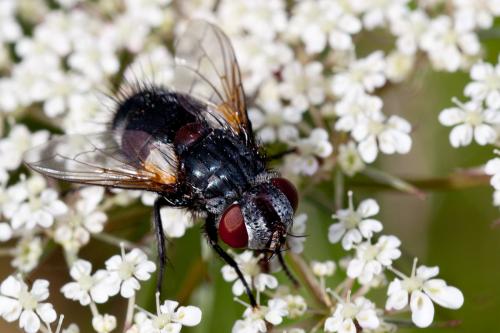 Pseudogonia parisiaca