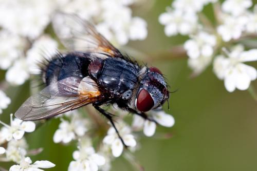 Pseudogonia parisiaca