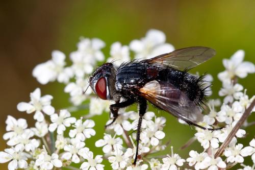 Pseudogonia parisiaca