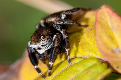Evarcha arcuata
