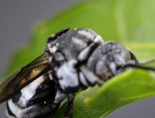 Epeolus fallax