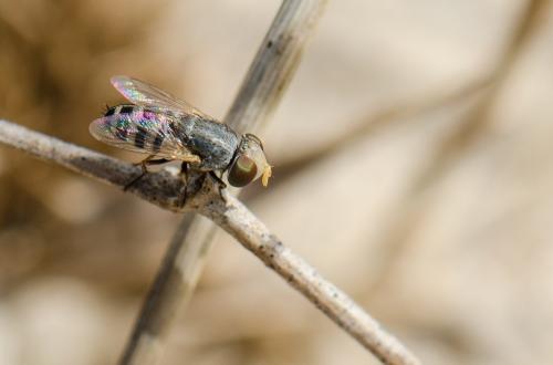 Apodacra dispar