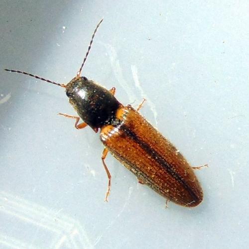 Réf. 150 193 : Athous vittatus