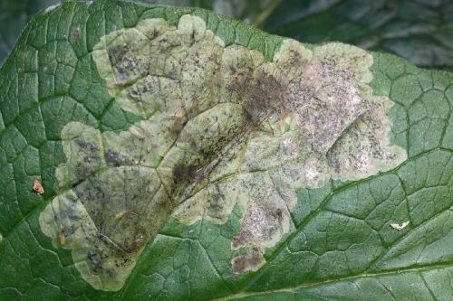 Agromyza sp.
