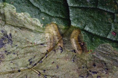 Agromyza sp.
