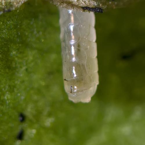 Agromyza sp.