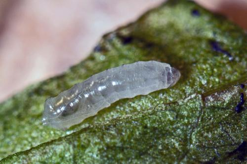 Agromyza sp.