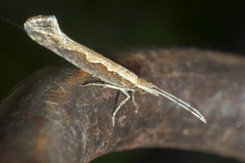 Réf. 150 755 : Plutella xylostella