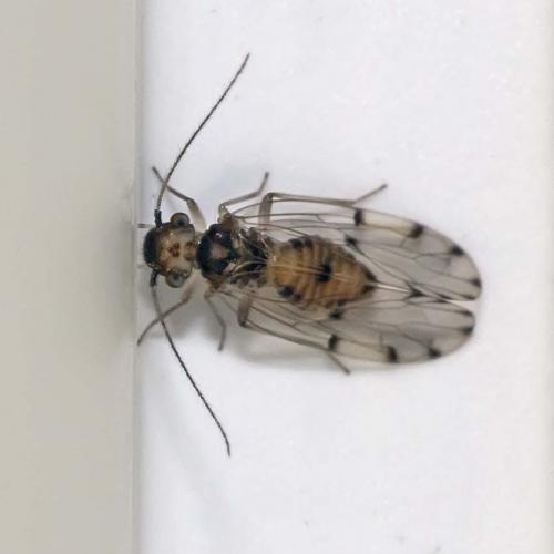Ectopsocus petersi