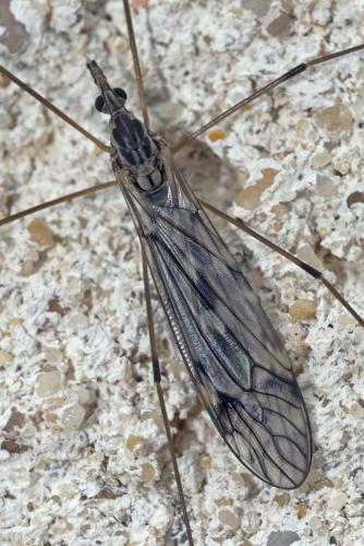 Réf. 150 844 : Tipula sp.