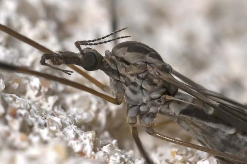 Tipula sp.