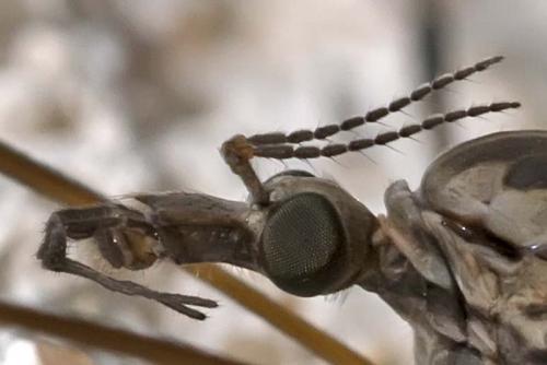 Tipula sp.