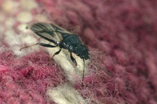 Réf. 150 912 : Metopoplax ditomoides