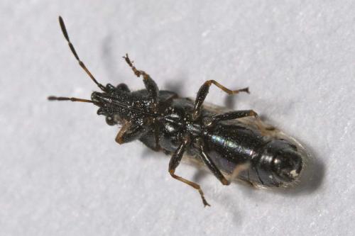 Réf. 150 911 : Metopoplax ditomoides
