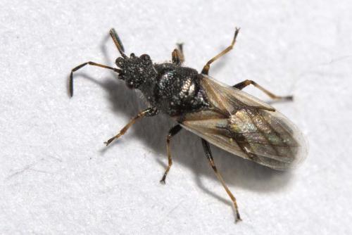Réf. 150 910 : Metopoplax ditomoides