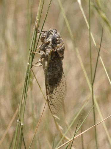 Lyristes plebejus