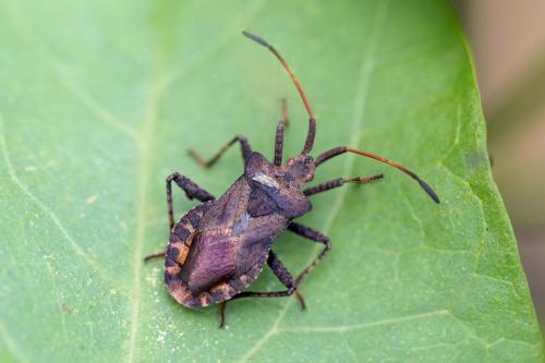 Réf. 150 635 : Coreus marginatus