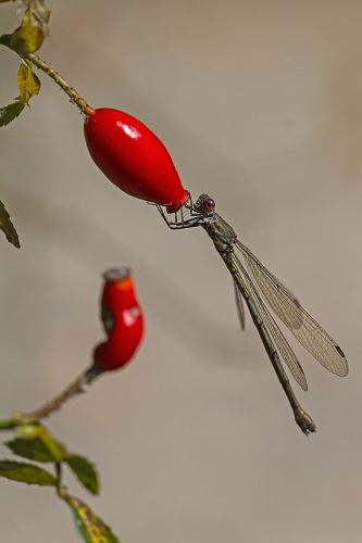 Chalcolestes viridis