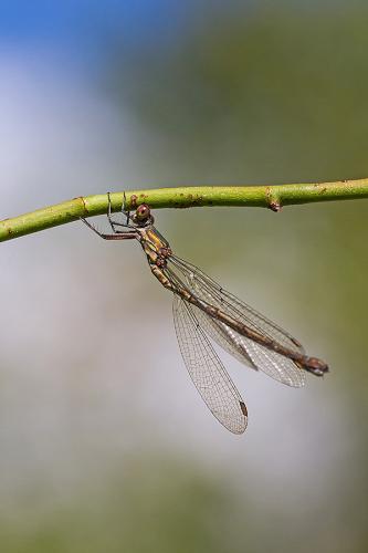 Chalcolestes viridis